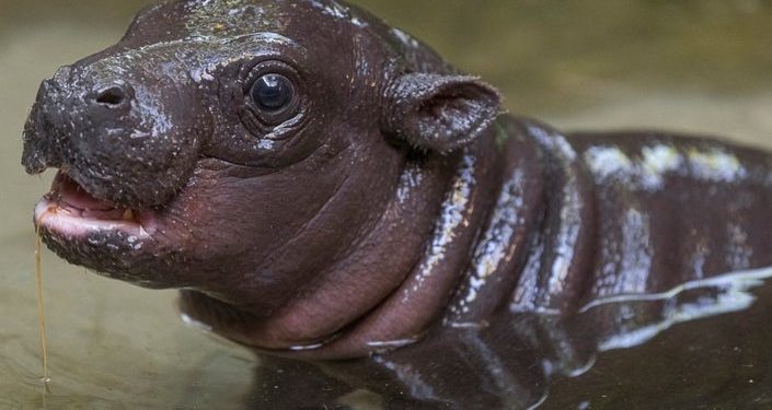 Минихипопотам се роди за първи път от 30 години насам
