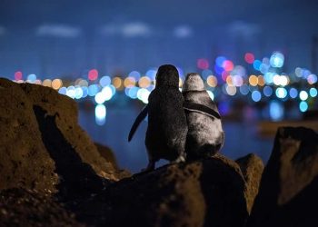 Пингвини феи  се любуват  на светлините