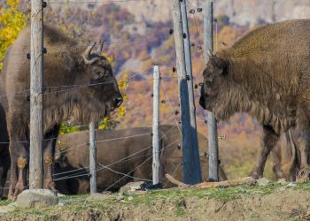 Ново попълнение  за стадото на зубрите