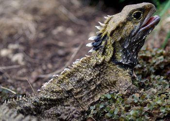 Гущер дълголетник