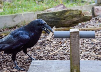 Колко умни са гарваните