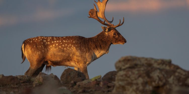 Галопиращата природа  на Родопите