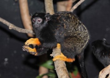 Златоръки тамарини в Столичния зоопарк