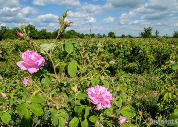 Химически детективи
