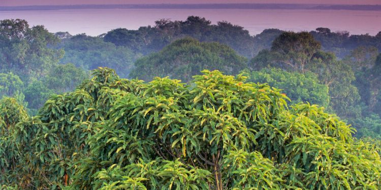 Горите намаляват глобалното затопляне по повече от един начин