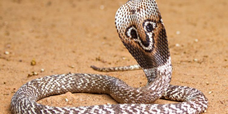 Кои са най-застрашените видове влечуги