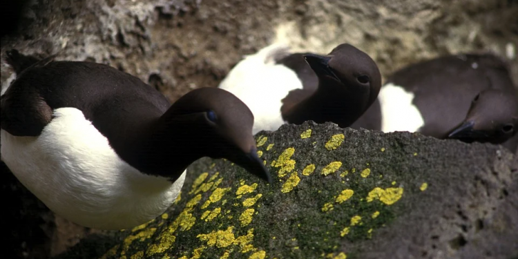 Морските горещи вълни са катастрофални*