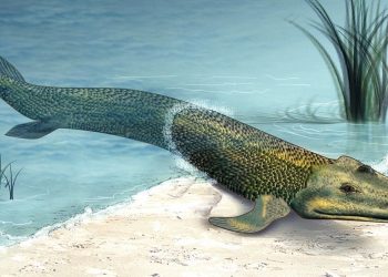 На сушата излизат риби