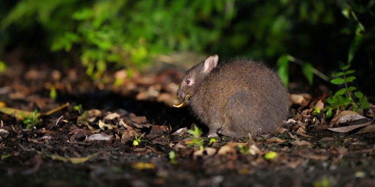 Заек с екологична роля