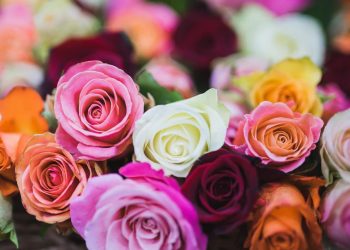 Прародителят на всички рози е бил малко жълто цвете