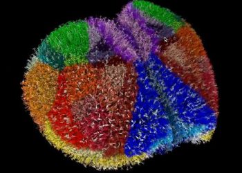 Създадоха виртуален образ на мозък на мишка