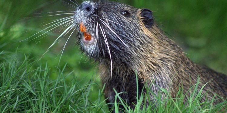 Бобрите се завръщат в България