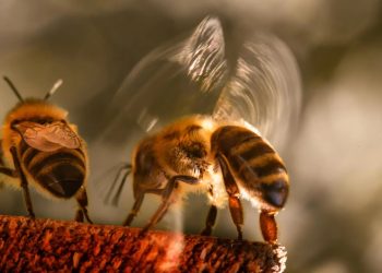 „Биологичният шум“ води до повторна поява на рак
