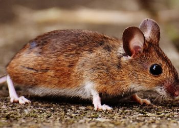 Малките бозайници свиват мозъка си, за да оцелеят в студа