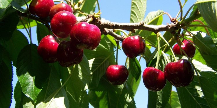 Няма да купуваме неузрели плодове